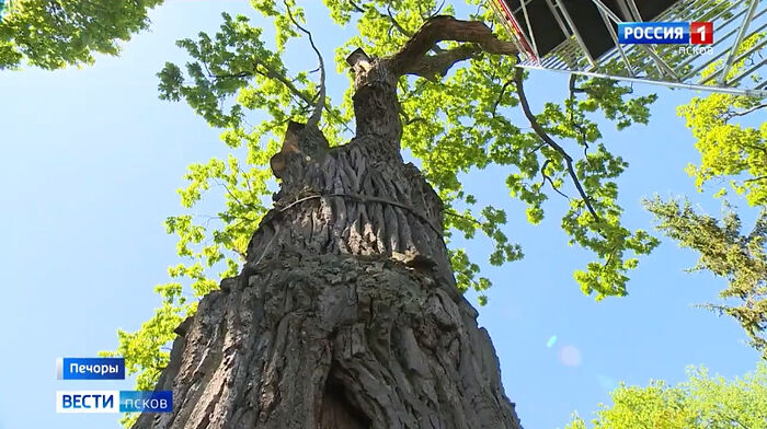 В Псково-Печерском монастыре начались работы по восстановлению и сохранению 600-летнего дуба - вошедшего в пятерку старейших деревьев России